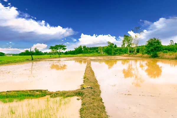 Terreno per riso — Foto Stock