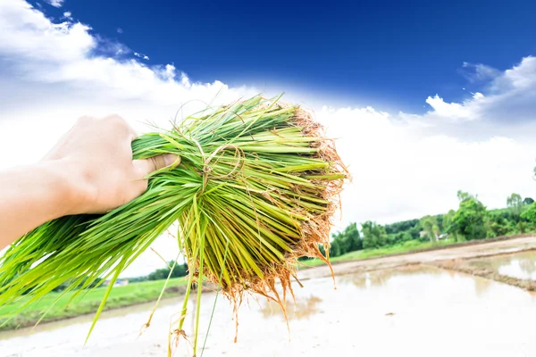 Sazenice rýže — Stock fotografie