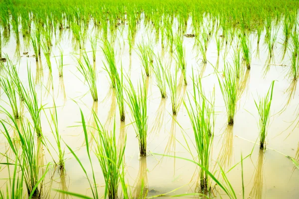 Mudas Arroz — Fotografia de Stock