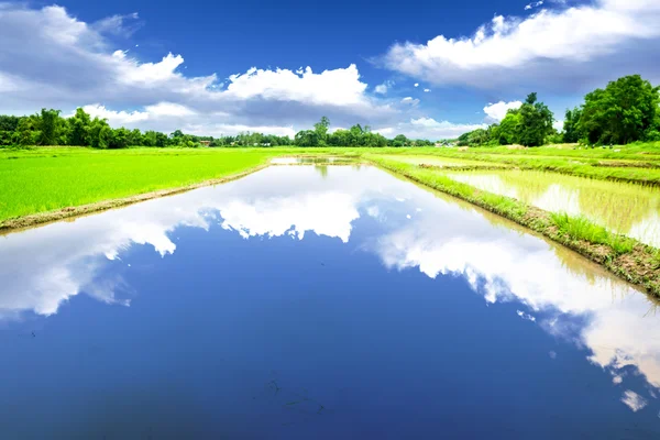 Río en pradera de arroz — Foto de Stock