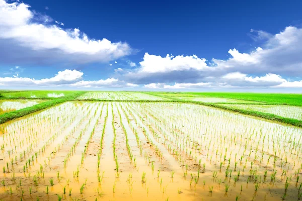 Rice meadow — Stock Photo, Image