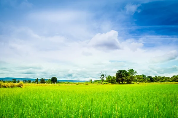 Rice meadow — Stock Photo, Image