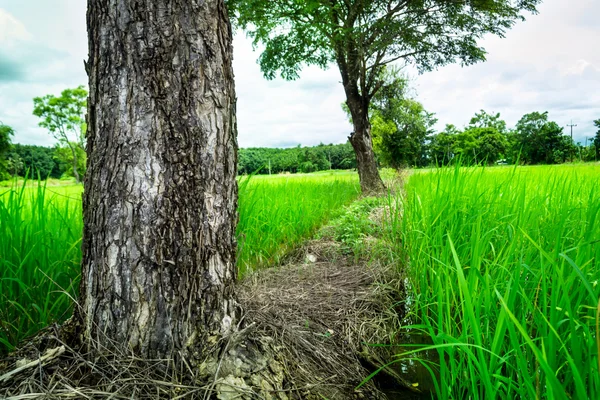 Prado de arroz — Fotografia de Stock