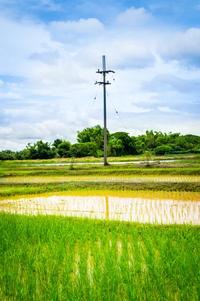 Prado de arroz —  Fotos de Stock