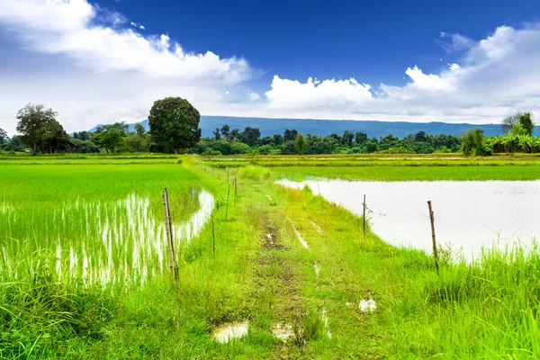 Estradas em campos de arroz — Fotografia de Stock