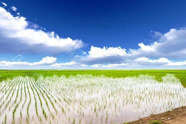 Rice meadow — Stock Photo, Image