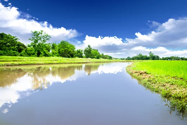 Река на рисовом лугу — стоковое фото