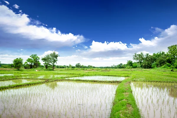 Prado de arroz — Fotografia de Stock