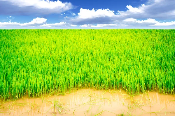 Rice meadow — Stock Photo, Image