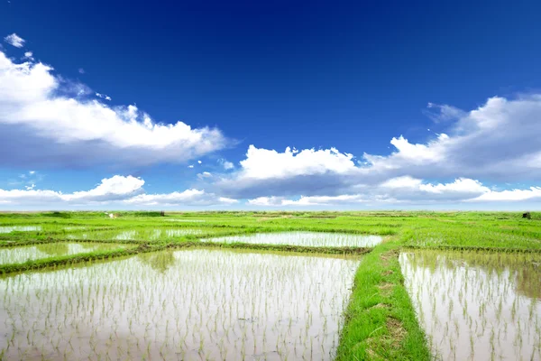 Rýže louka — Stock fotografie