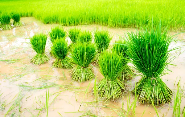 Rice meadow — Stock Photo, Image