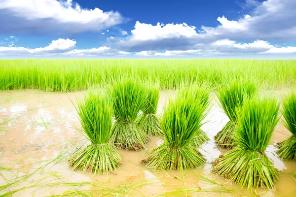 Seedlings rice — Stock Photo, Image