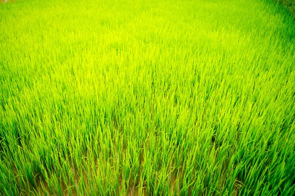 Powierzchni trawy — Zdjęcie stockowe