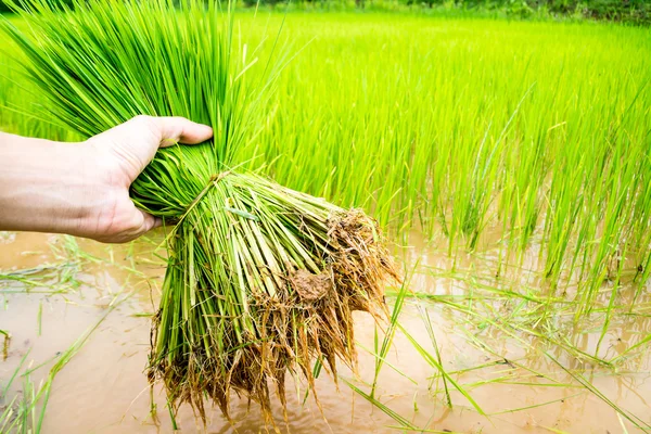 Seedlings rice — Stock Photo, Image