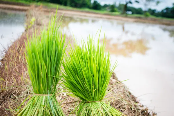 Seedlings rice — Stock Photo, Image