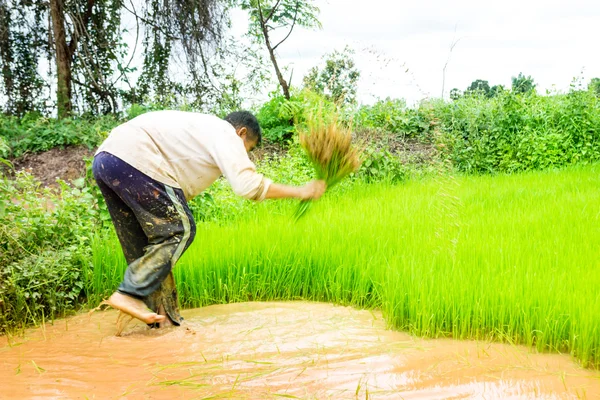 Rolników i ryżu — Zdjęcie stockowe