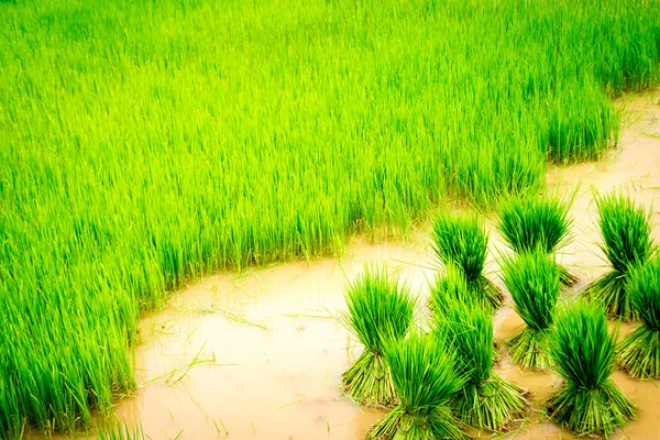 苗水稻 — 图库照片