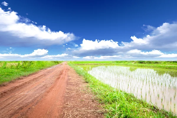 Roads in rice fields — Stock Photo, Image