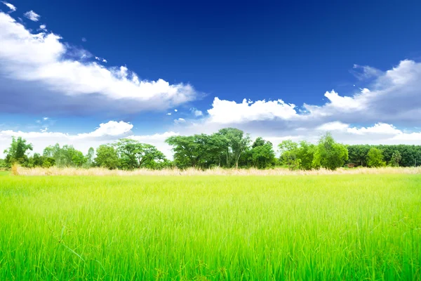 Rice meadow — Stock Photo, Image