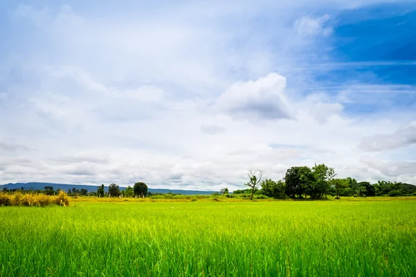 米草原 — ストック写真