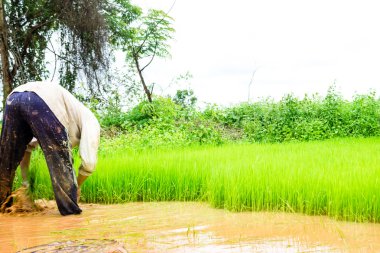 çiftçiler ve pirinç