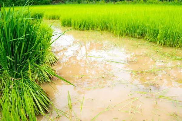 Rice meadow — Stock Photo, Image