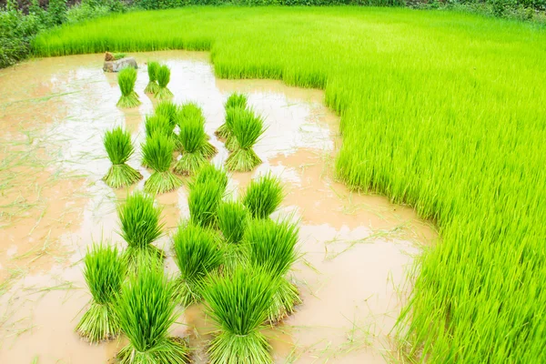 Seedlings rice — Stock Photo, Image
