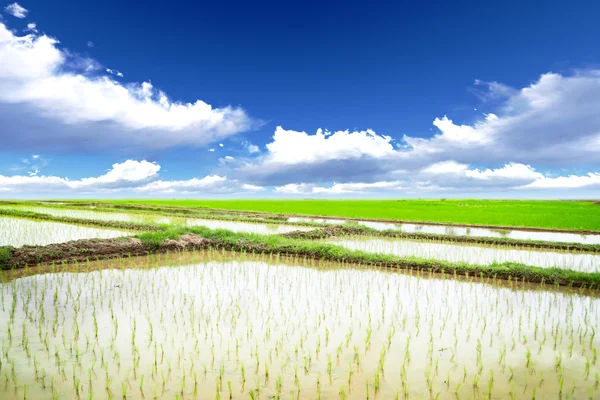 水稻草甸 — 图库照片