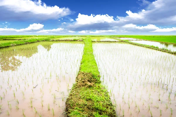 Rice meadow — Stock Photo, Image