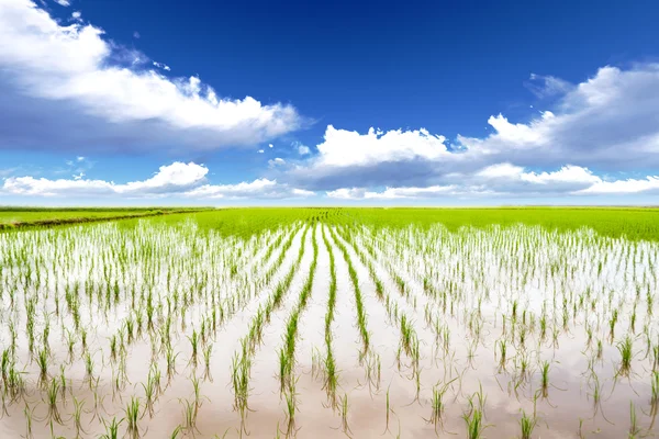 Rice meadow — Stock Photo, Image