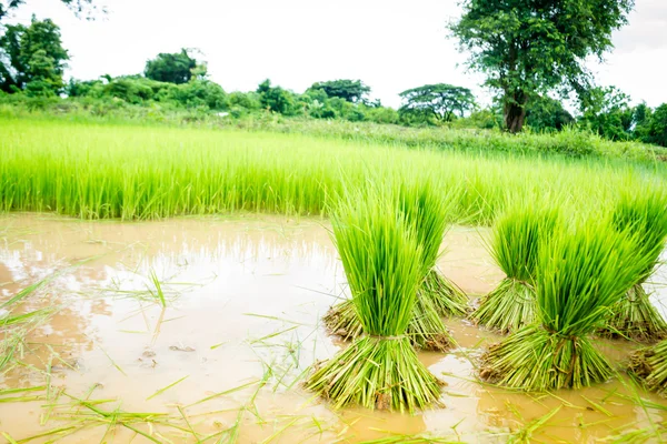 Seedlings rice — Stock Photo, Image