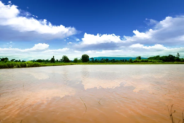 Fluss in Reiswiese — Stockfoto