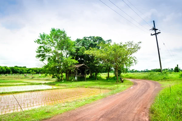 Roads in rice fields — Stock Photo, Image