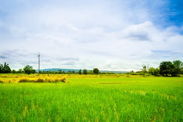 Rijst weide — Stockfoto