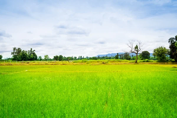 水稻草甸 — 图库照片