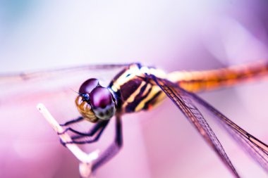 Dragon Fly