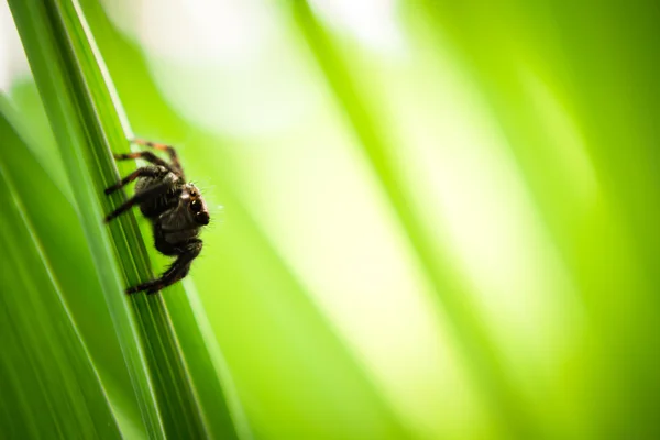 Araña saltarina — Foto de Stock