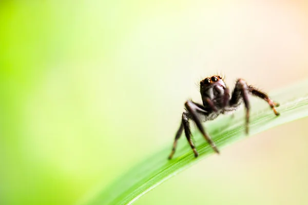 Araña saltarina — Foto de Stock