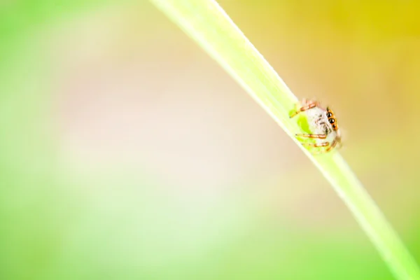 Araña saltarina —  Fotos de Stock