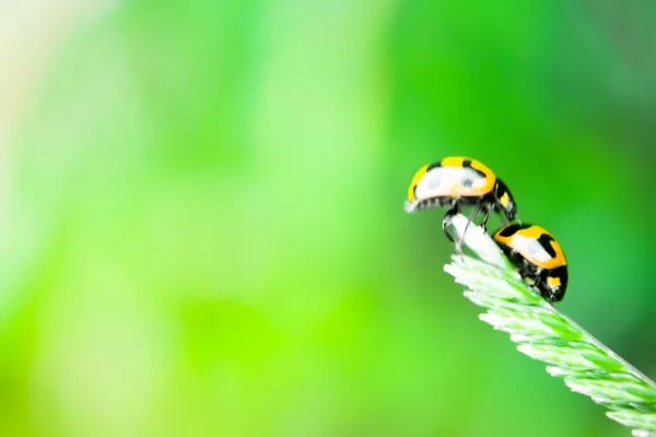 Marienkäfer — Stockfoto