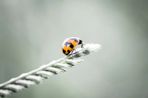 Lieveheersbeestje — Stockfoto