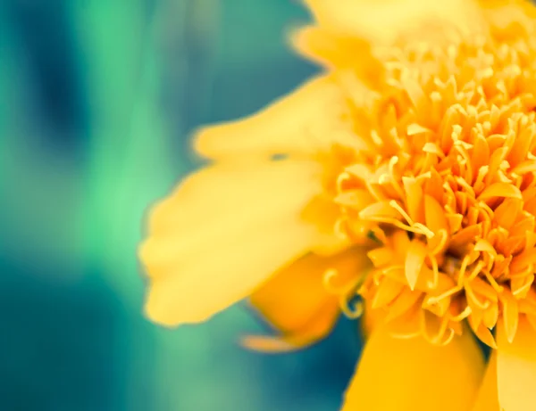 Flor de calêndula — Fotografia de Stock