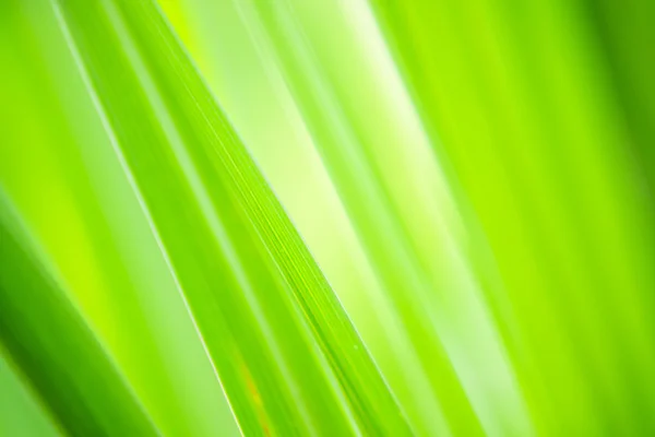 Green leaf background — Stock Photo, Image