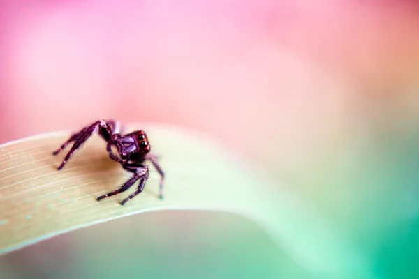 Araña saltarina —  Fotos de Stock