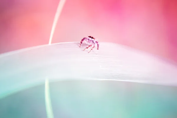 Прыгающий паук — стоковое фото