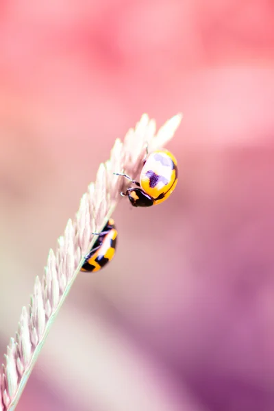 Mariquita. — Foto de Stock