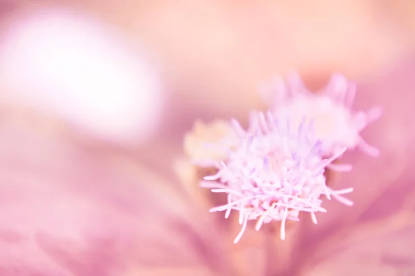 Flor de grama — Fotografia de Stock