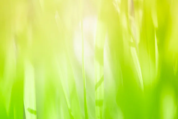 Yaprak yeşil arka plan — Stok fotoğraf
