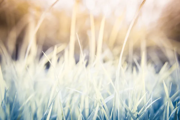 Grass leaf background — Stock Photo, Image