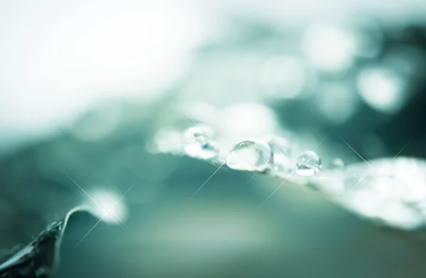 Gota de agua en la hoja — Foto de Stock